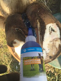 hooclear2