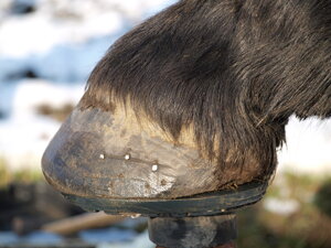epona
