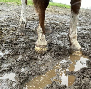 mud