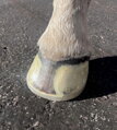 EasyShoe Speed